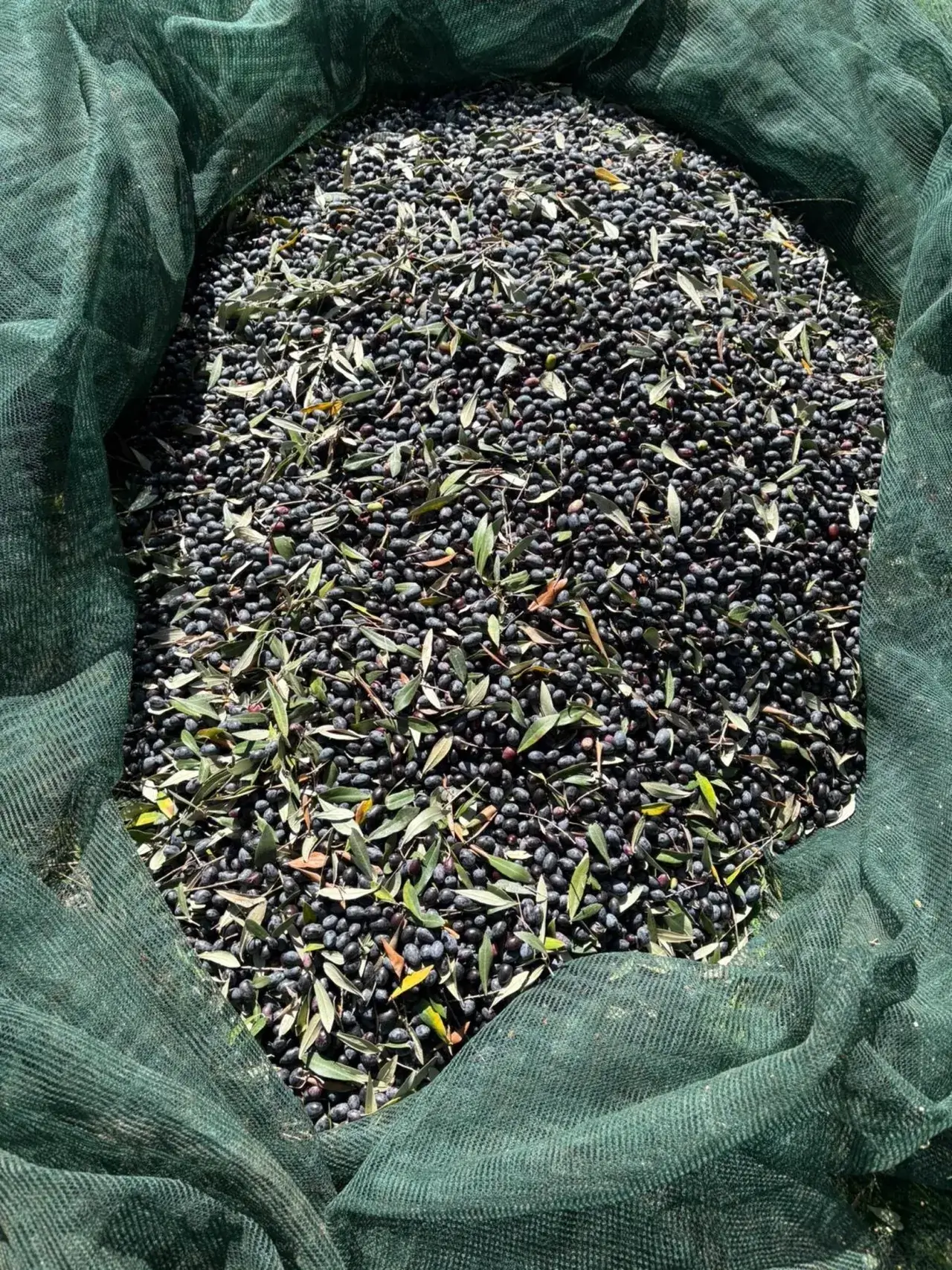 Specialkurs: Olivenöl – feine Olivenölseife & Verkostung mit „Karlsruher“ Olivenöl von KT9 Specialkurs: Olivenöl – feine Olivenölseife & Verkostung mit „Karlsruher“ Olivenöl von KT9 – Bild 4